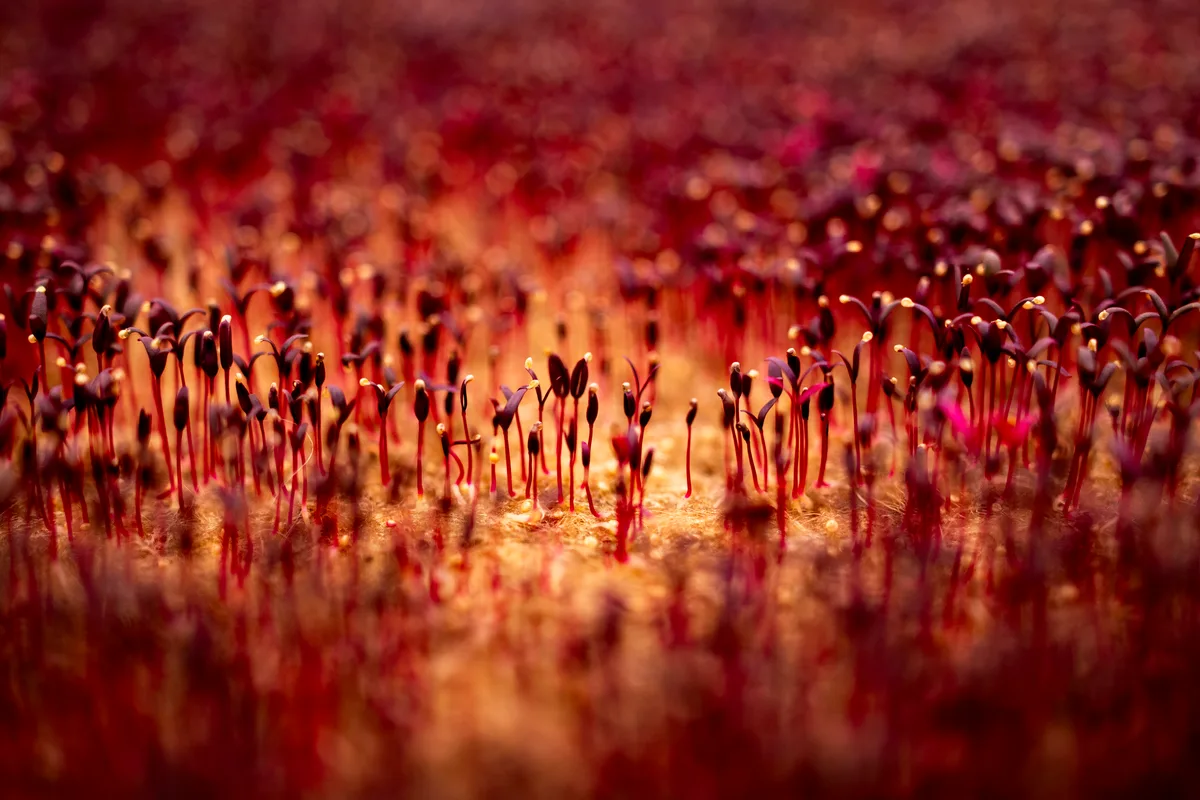 Man sieht kleine rote Keimlinge, 